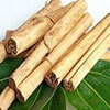 Cinnamomum